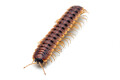 Coromus sp. chocolate Togo adult